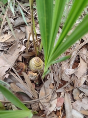 Cyrtopodium blanchetii