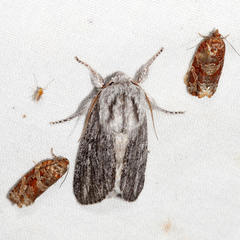Acronicta lanceolaria