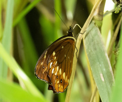 Oxeoschistus protogenia
