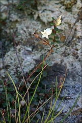 Epacris crassifolia