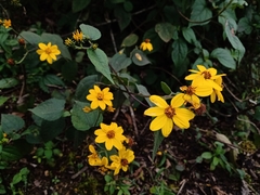 Hymenostephium cordatum