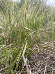 Carex pansa
