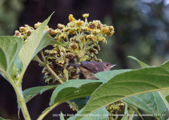 Diglossa albilatera