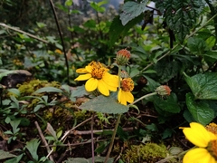 Hymenostephium cordatum