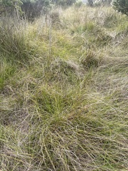 Carex pansa