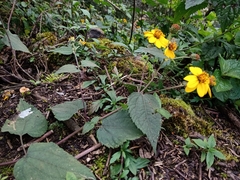 Hymenostephium cordatum