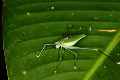 Engonia pistacina