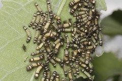 Dysschema leucophaea