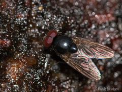 Azeliinae