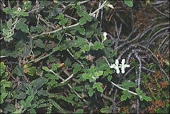 Xanthosia