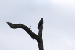 Patagioenas fasciata