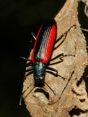 Strongylium championi