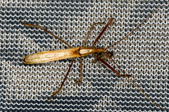 Doldina interjungens