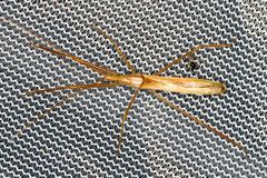 Doldina interjungens