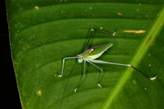 Engonia pistacina