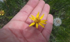 Ericameria linearifolia