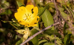 Ludwigia peruviana image