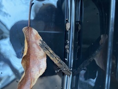 Trichoniscus pusillus