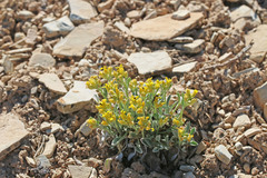 Physaria subumbellata