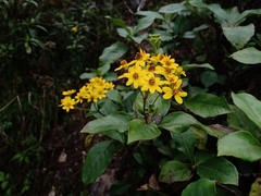 Tetrachyron orizabaensis