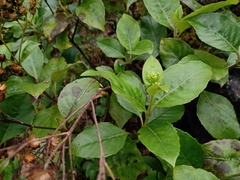 Tetrachyron orizabaensis