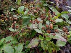 Tetrachyron orizabaensis