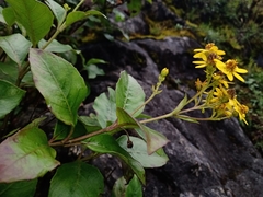 Tetrachyron orizabaensis