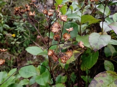 Tetrachyron orizabaensis