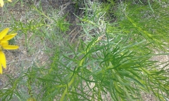 Ericameria linearifolia