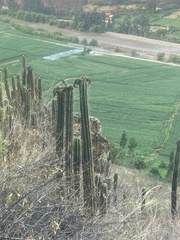 Trichocereus cuzcoensis