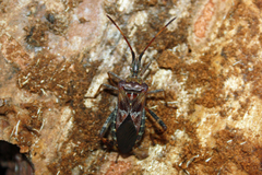 Leptoglossus occidentalis