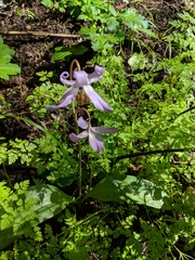 Erythronium hendersonii