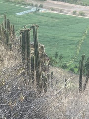 Trichocereus cuzcoensis