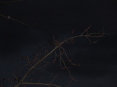 Acer rubrum