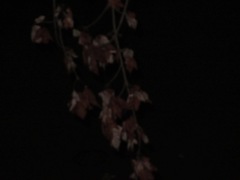 Acer rubrum