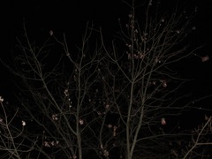 Acer rubrum