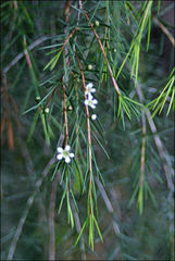 Baeckea linifolia