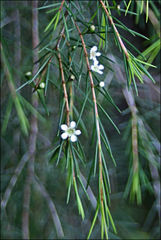 Baeckea linifolia