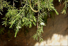 Baeckea linifolia