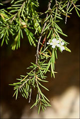 Baeckea linifolia
