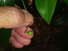 Codiaeum variegatum moluccanum