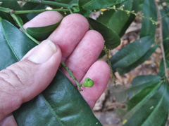 Codiaeum variegatum moluccanum