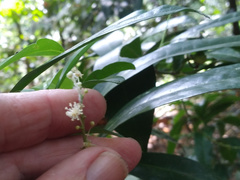 Codiaeum variegatum moluccanum
