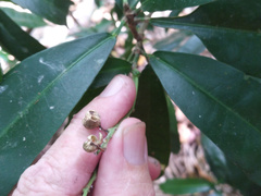 Codiaeum variegatum moluccanum