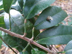 Codiaeum variegatum moluccanum