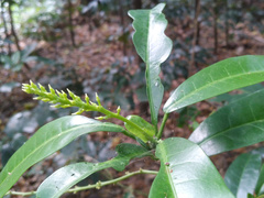 Codiaeum variegatum moluccanum