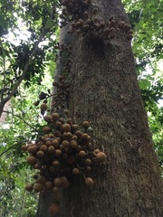 Dysoxylum parasiticum