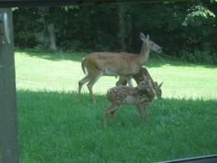 Odocoileus virginianus