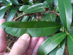 Codiaeum variegatum moluccanum