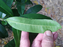 Codiaeum variegatum moluccanum